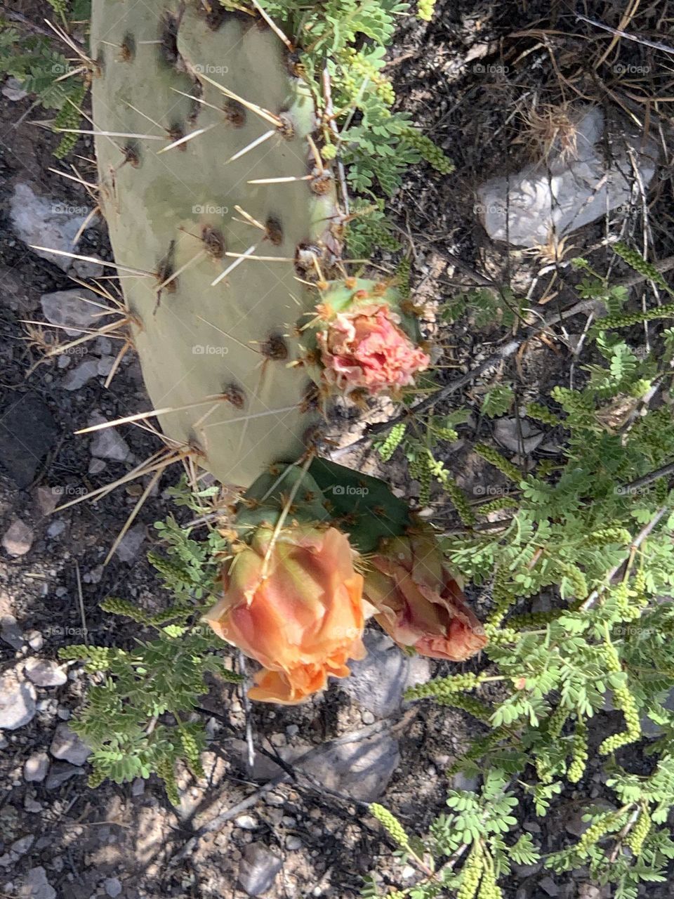  Beautiful desert flowers and cactus 
