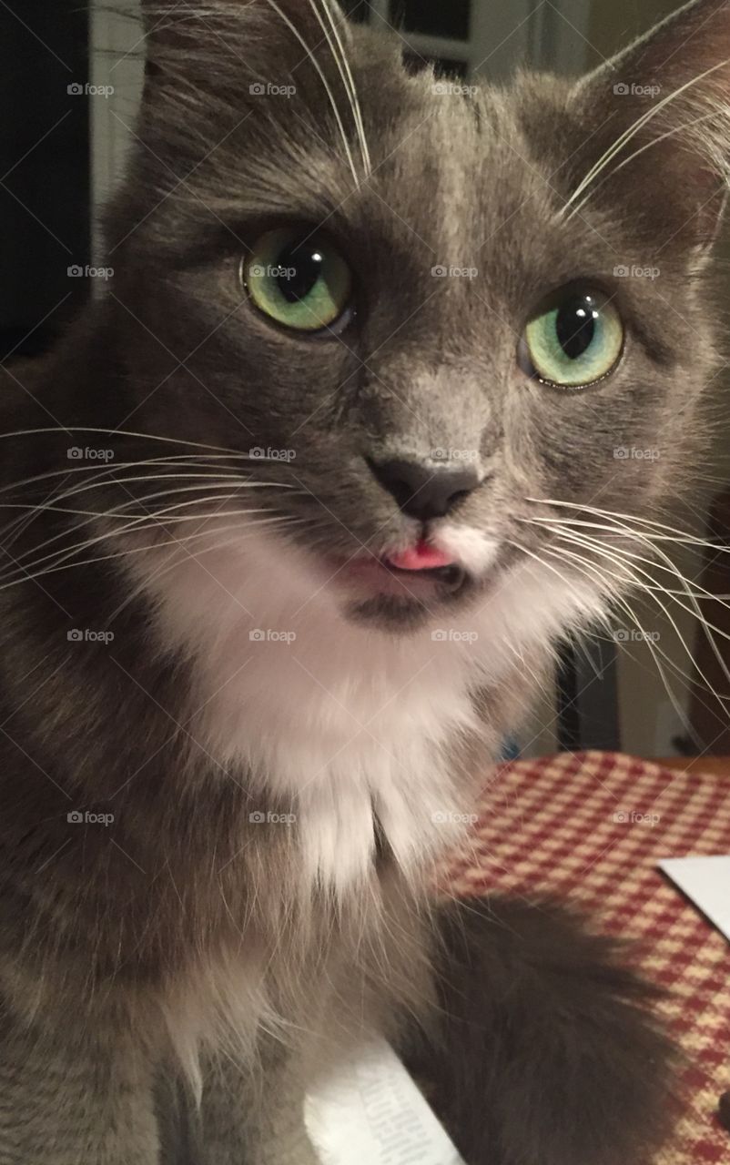 Beautiful cat aka Squirrel