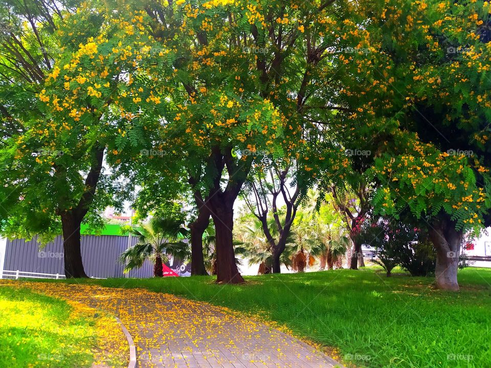 Spring . Trees with  yelow flower