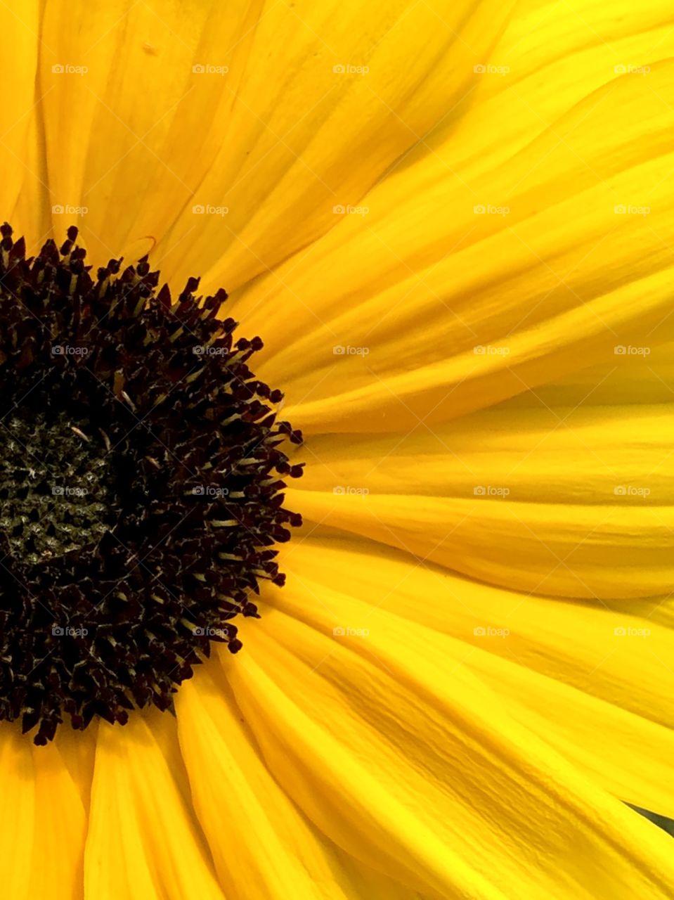 Half Sunflower Close Up