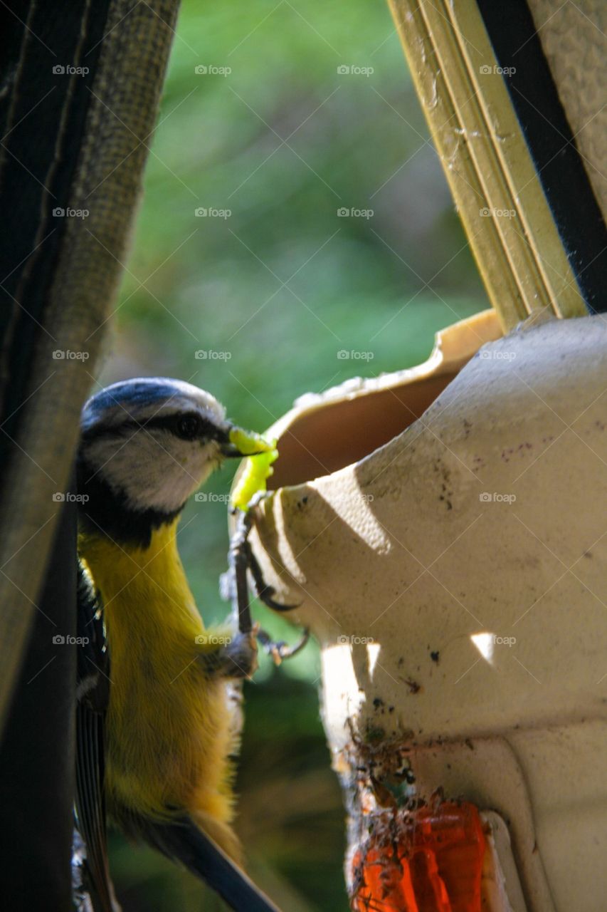 Bird feeding her young