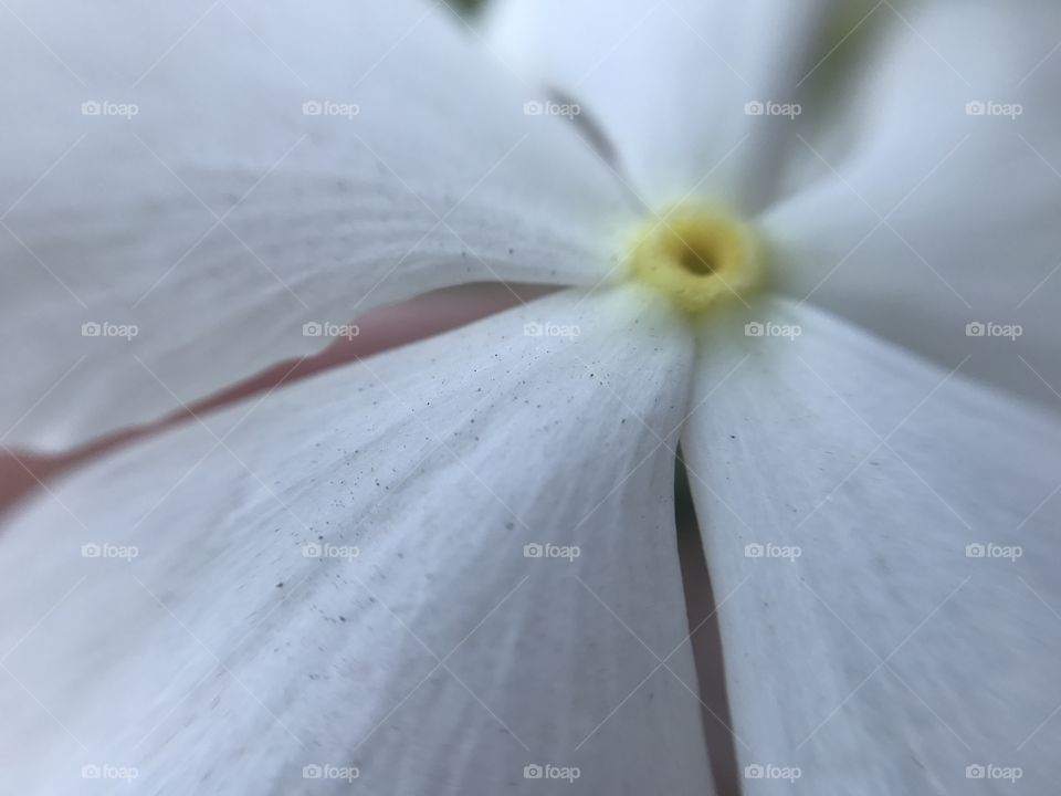 Macro white flower