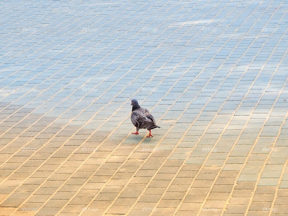 Love dove looking for food in a walkway