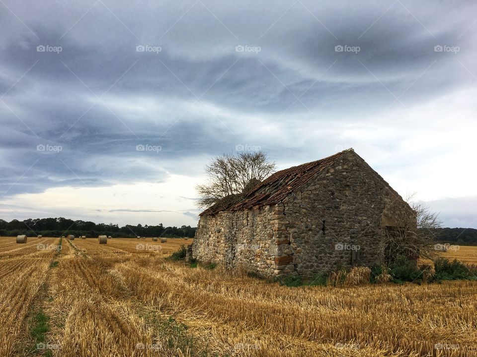 Landscape photo of an old tumbled down barn with a tree growing through the roof against a backdrop of a field with freshly cut hay ...