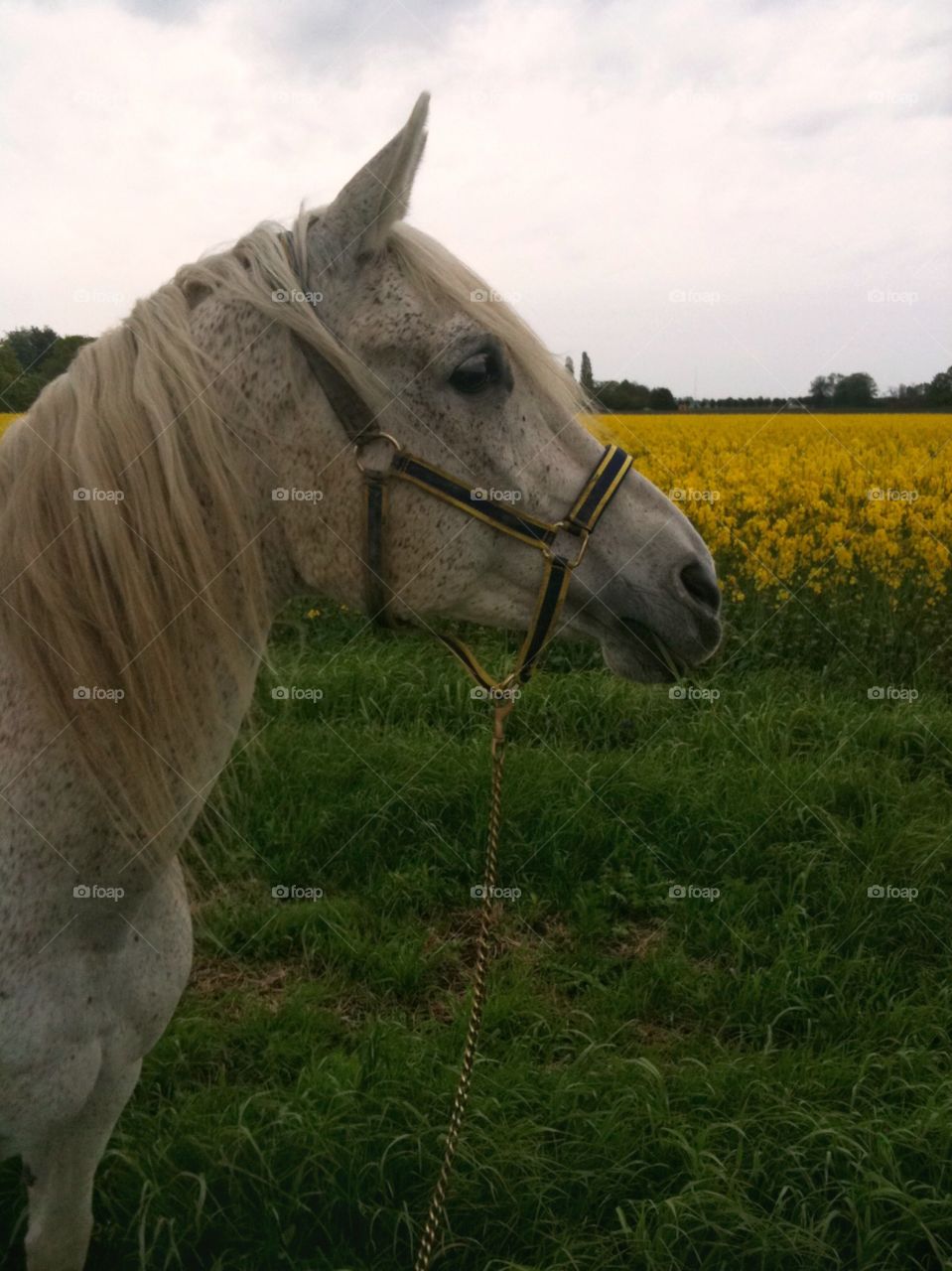 Arabian stallion