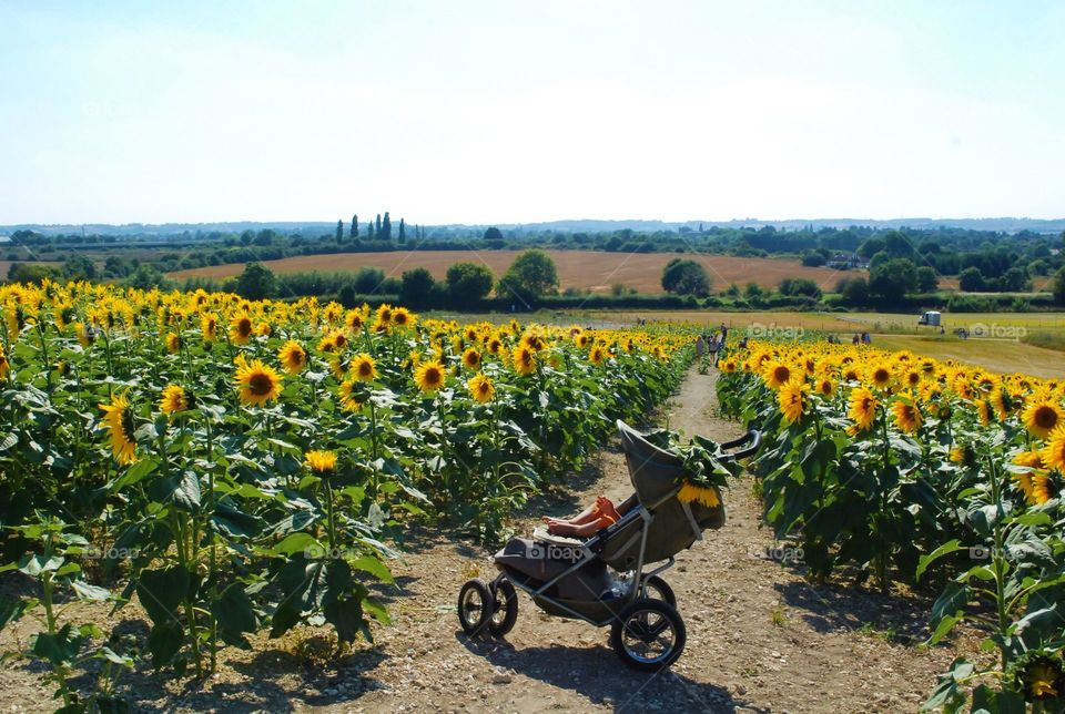 baby in a pushchair in the sunflower field