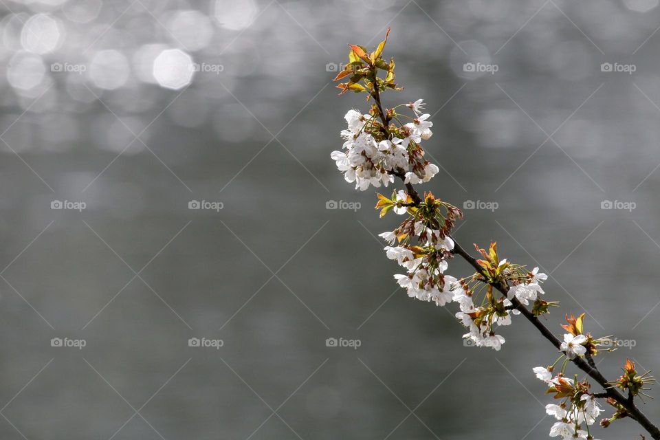 Tree branch with flowers near a lake
