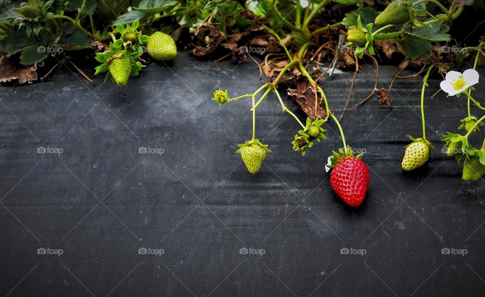 Ripe and unripe sweet strawberries.