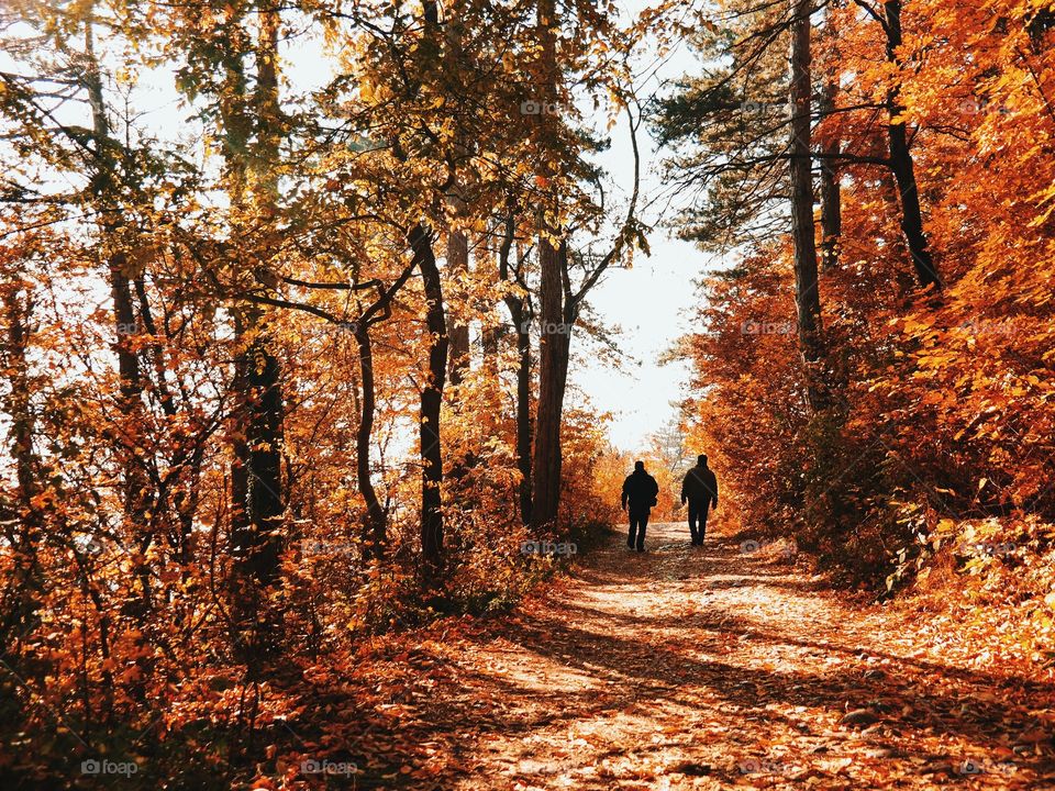 Quiet walk (Tâmpa Forest, Brasov, Romania)...