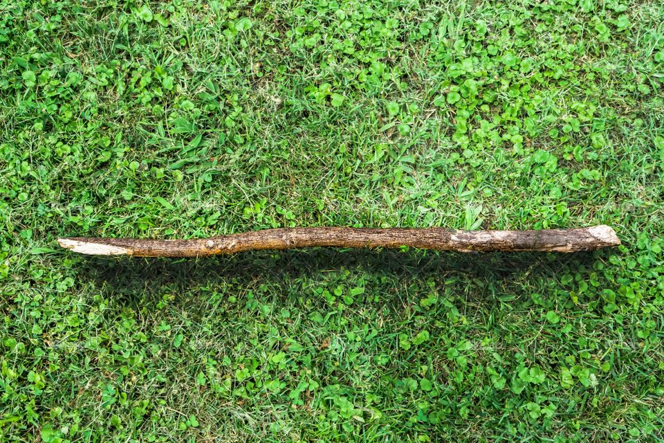 a really good photo of a stick on grass