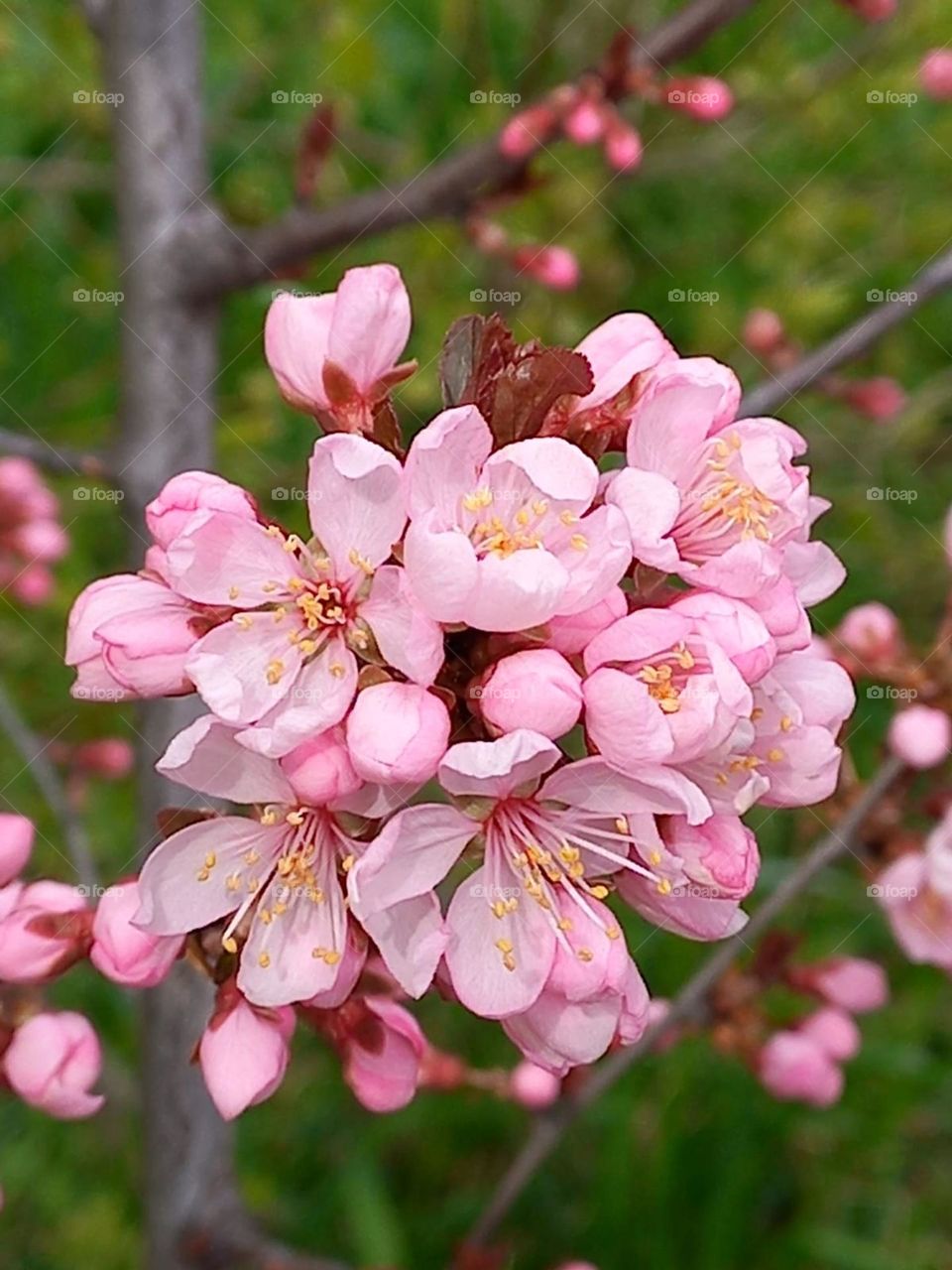 Behind your gentle smile in my memory is the piercing beauty of cherry blossoms.