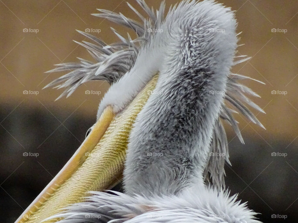 Pink-backed Pelican in breeding plumage