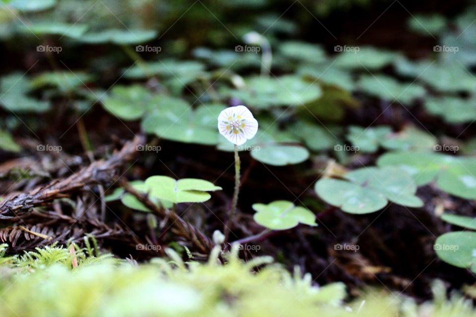 Redwood Sorrel blooming through clovers At Jedediah State Park California