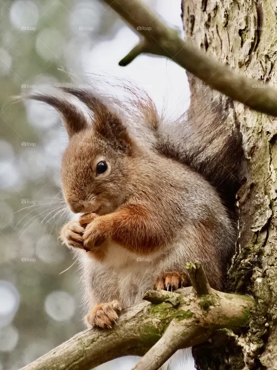 🐿