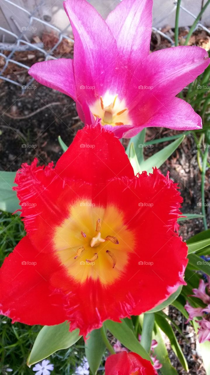 my 2014 tulips