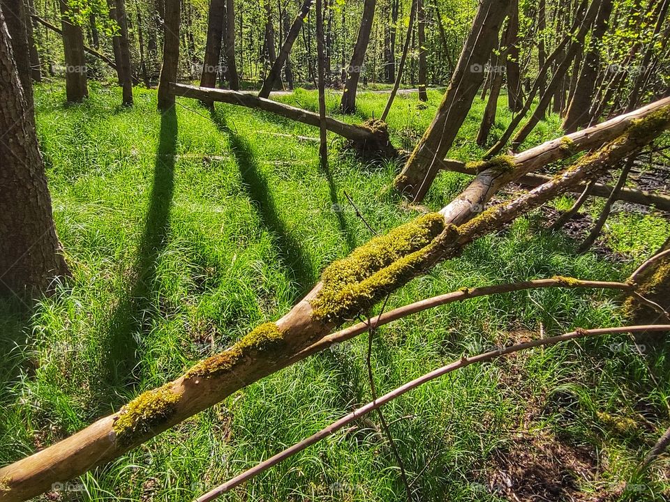 Moss on a Branch in the Forest
