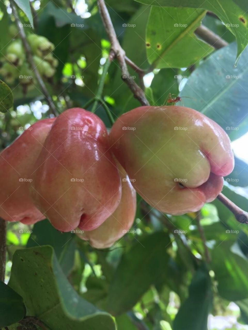 Rose Apples