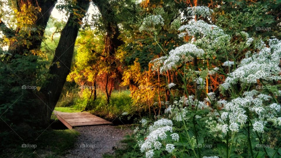 Pathway in the woods with white flower detail. Evening mood.
