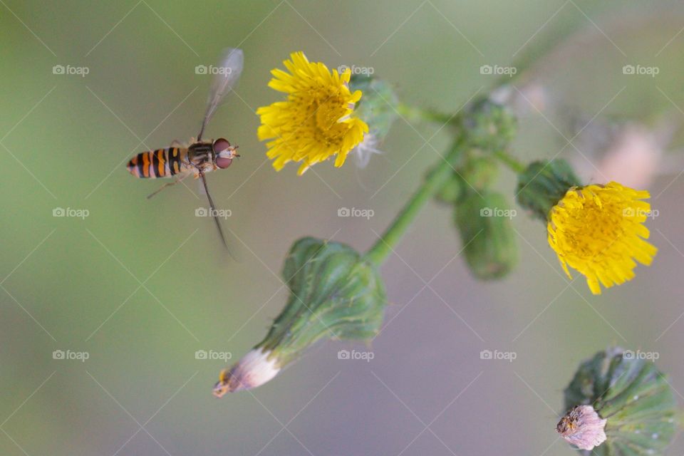 Wasp flying towards a flower