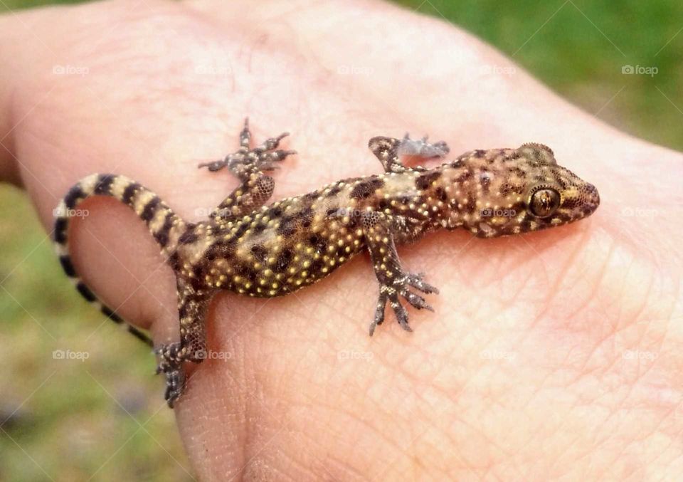 gecko gecko