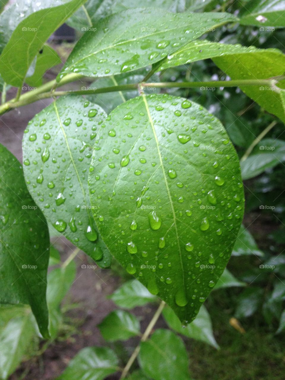 Rainy leaves 
