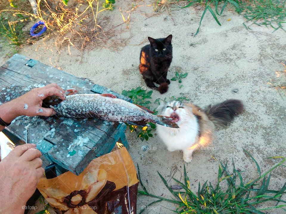 Cats and fish