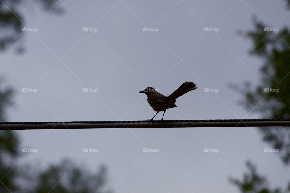Bird on a wire 