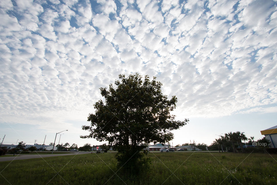 No Person, Tree, Landscape, Sky, Outdoors