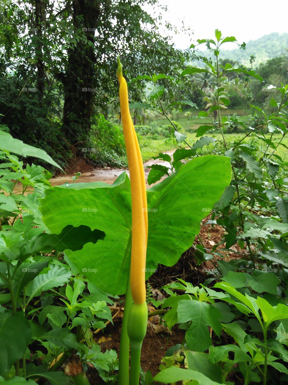 Taro flowers