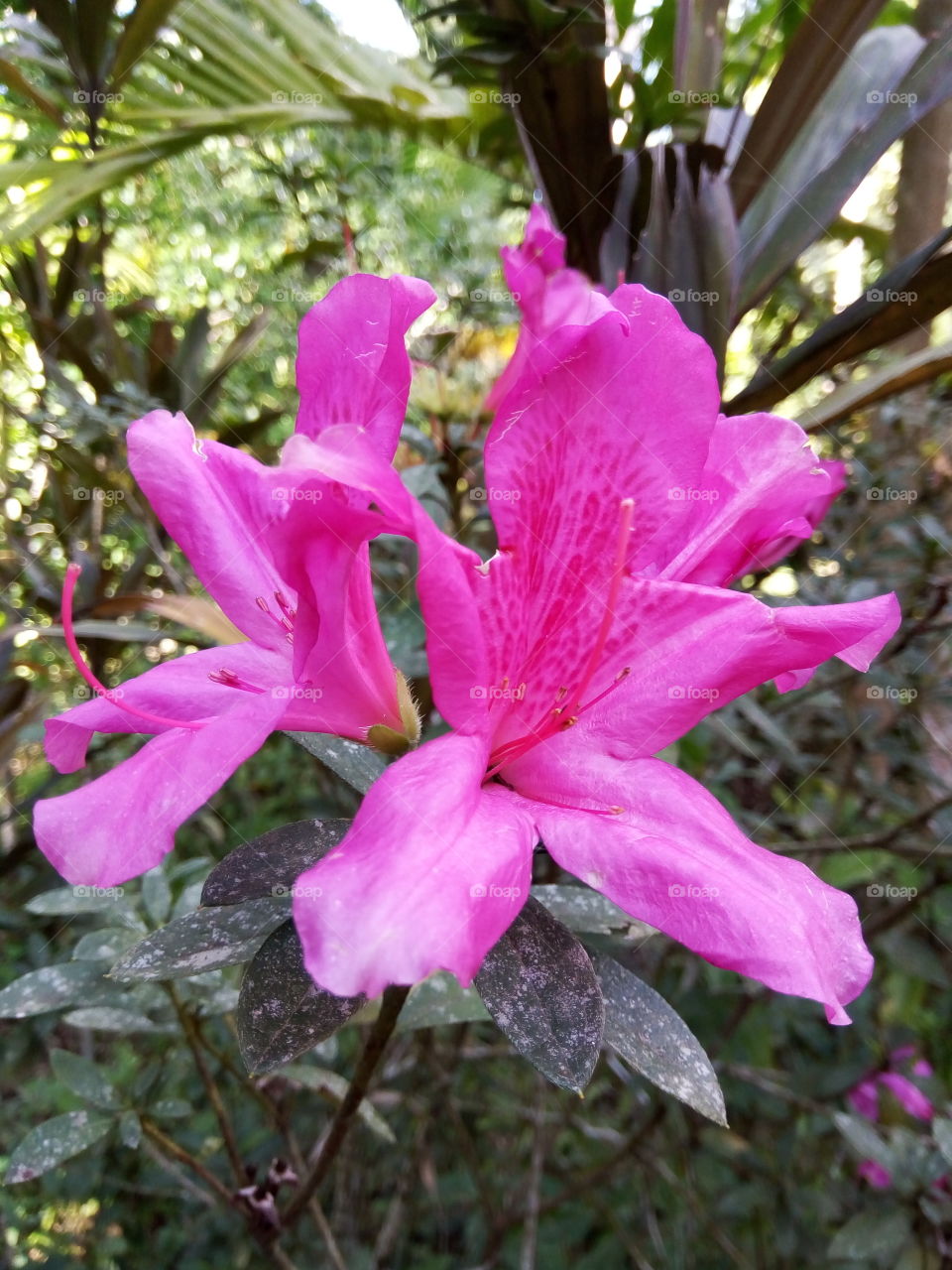 Nature, No Person, Flower, Leaf, Flora