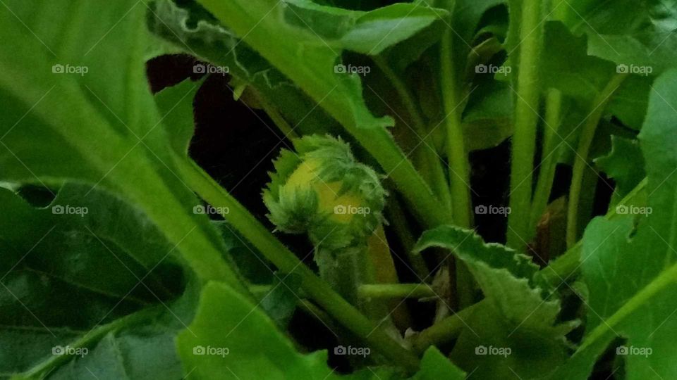 Siamese Twins Conjoined Yellow Flower