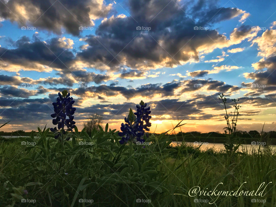 Bluebonnets against a colorful Texas sky