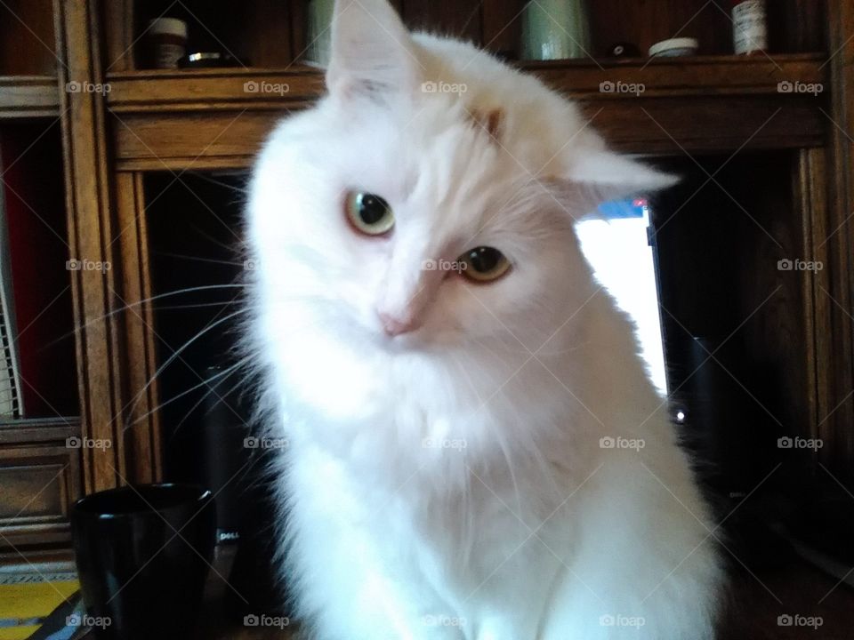My fuzzy white cat looking silly 