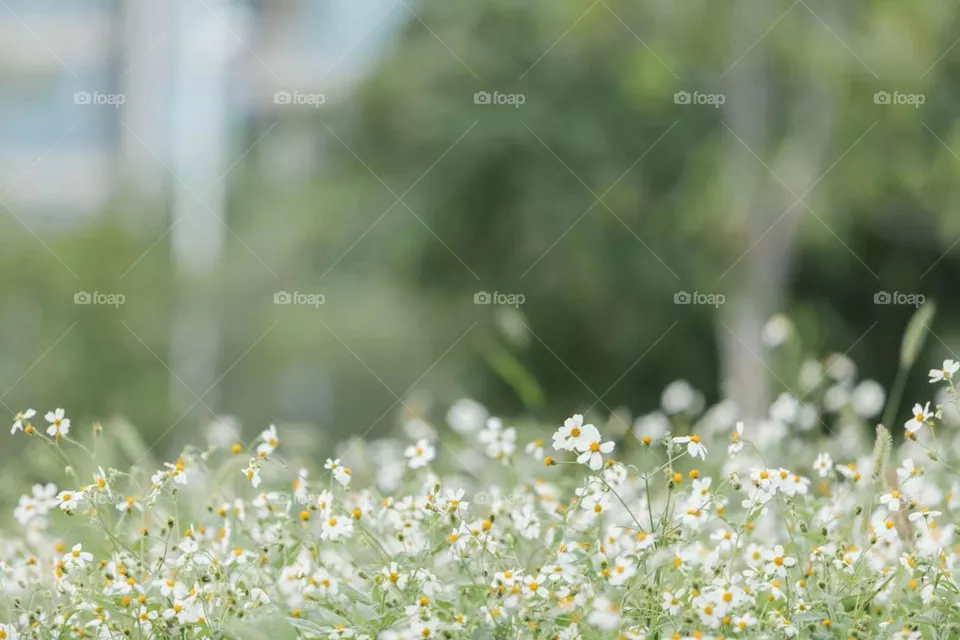 White Flowers