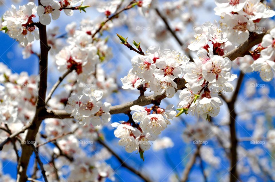 Low angle view of cherry blossoms in spring