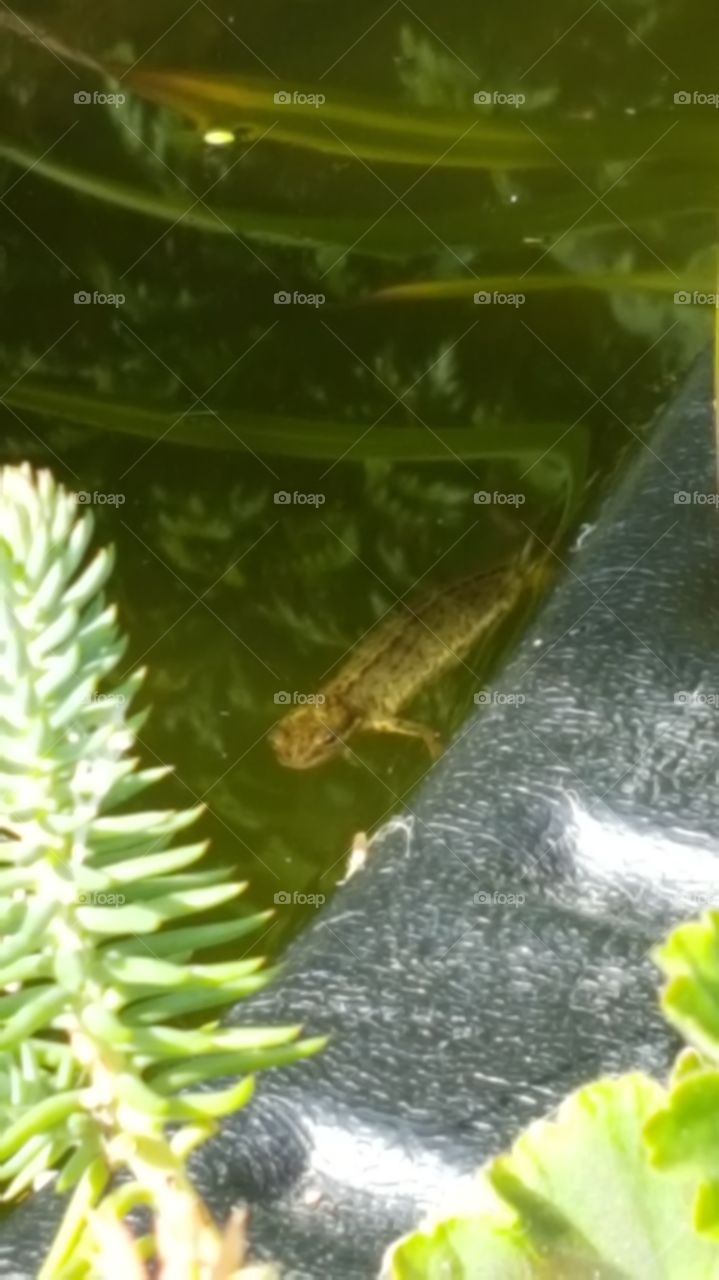 newt in pond