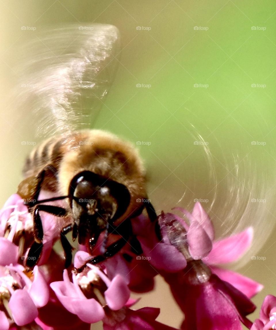 Bee with wings in motion