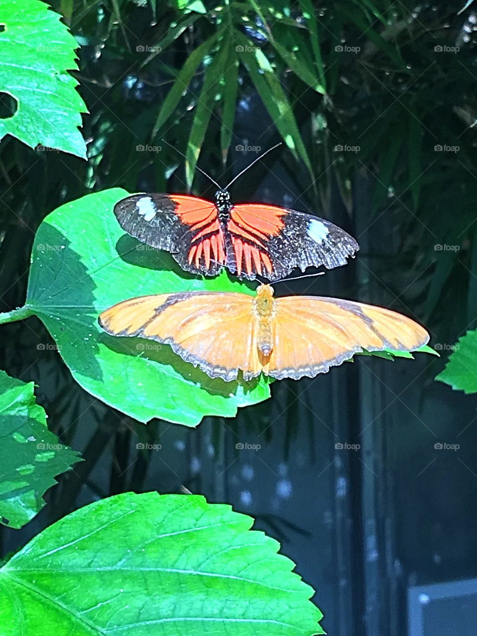 Butterflies 