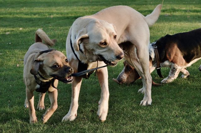 Dog tugs