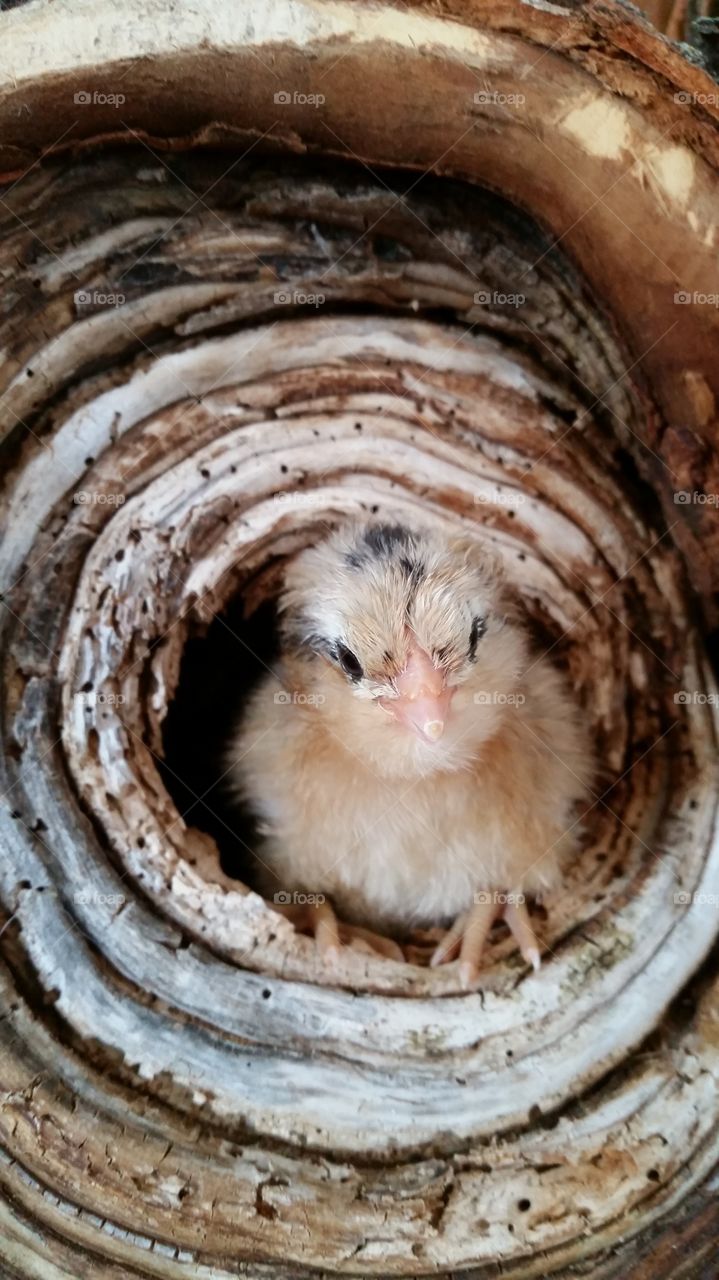 Just a chick hanging out on wood