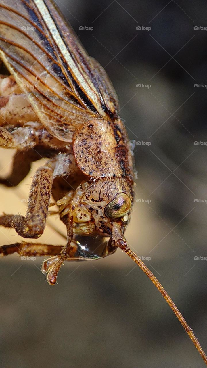 Grasshopper drinking water