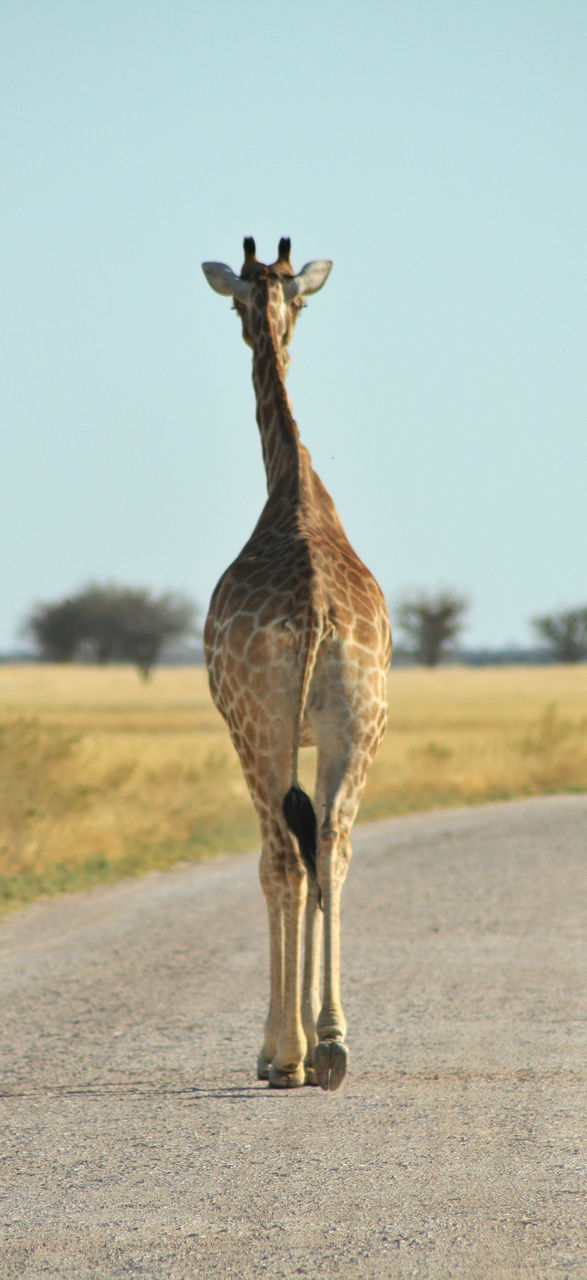 nature animal road walk by geebee