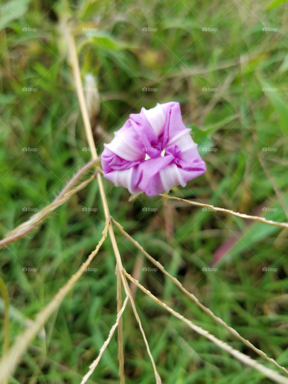 morning glory