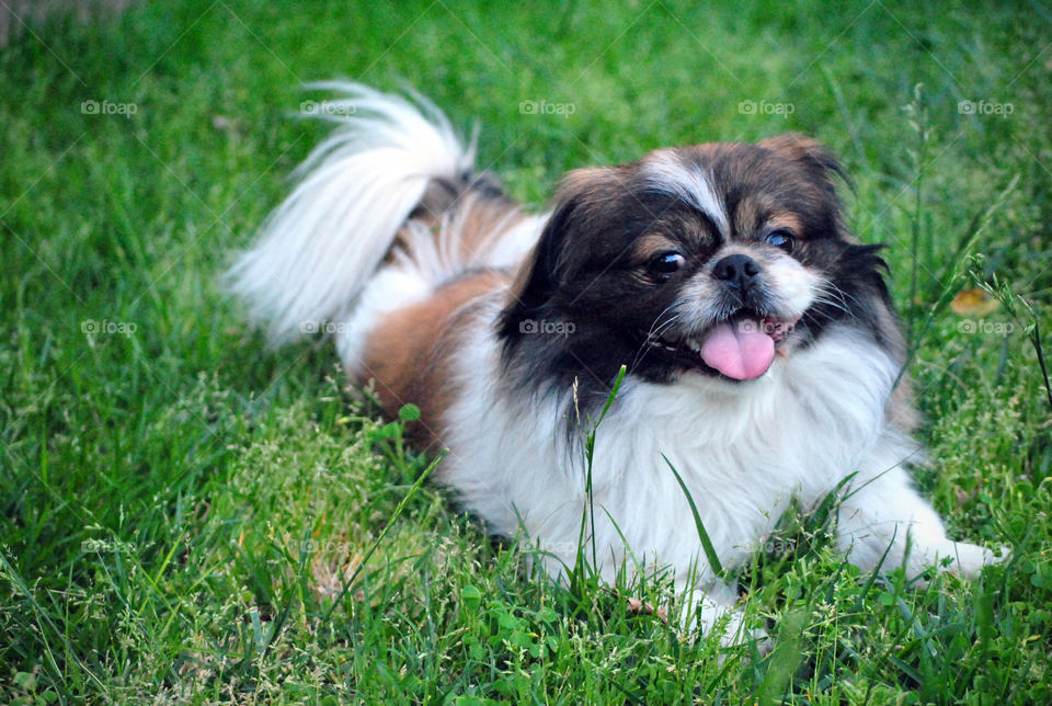 Pekingese dog sticking out tongue