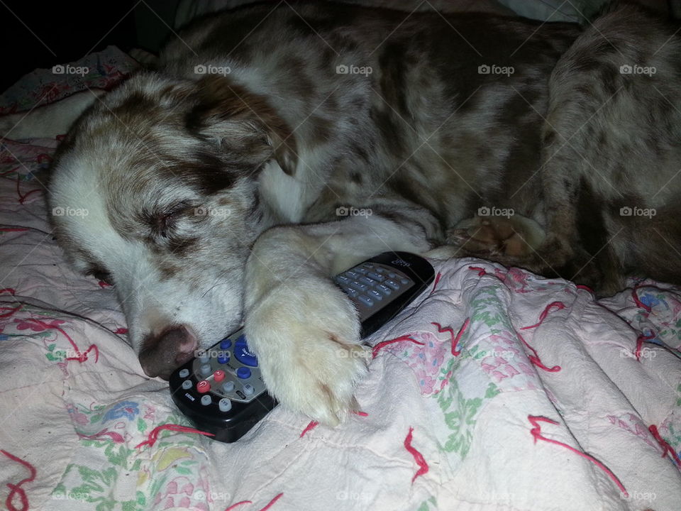 Cleo resting with remote