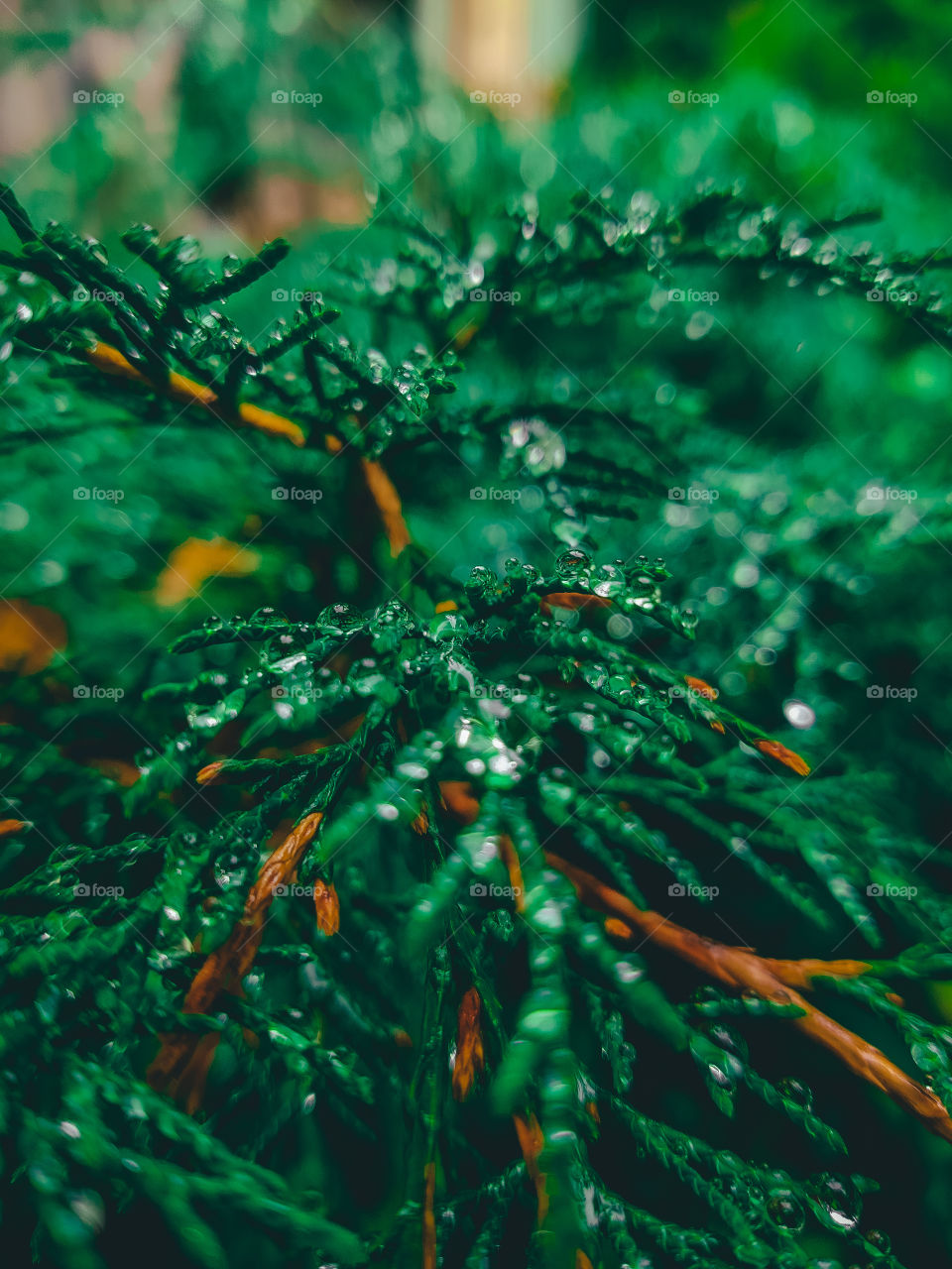 Branch with raindrops