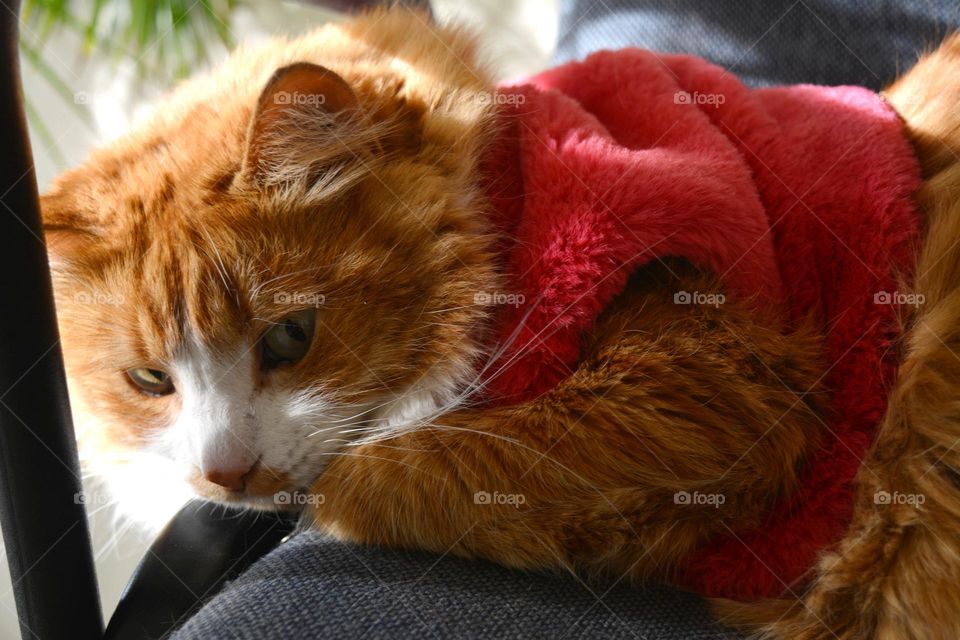 cat in the pink vest beautiful portrait relaxing home, happy New year 💗