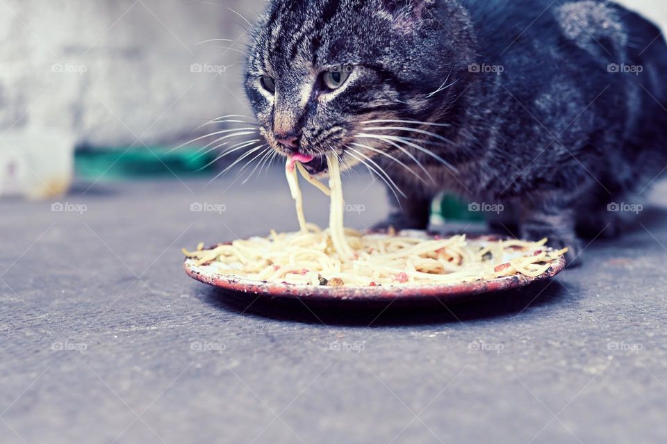 hungry cat