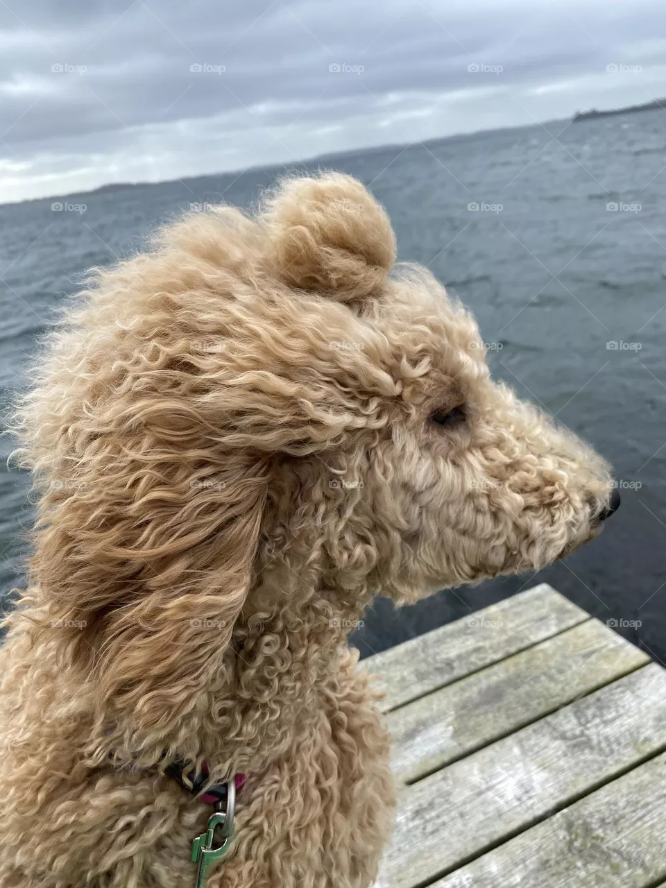 Königspudel im Sturm an der Ostsee, Portrait von der Seite, Haare wehen nach hinten