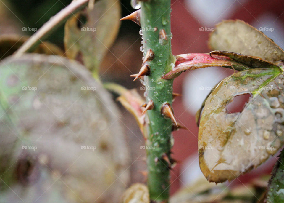 Rose Thorns sharp tiny pretty bloom